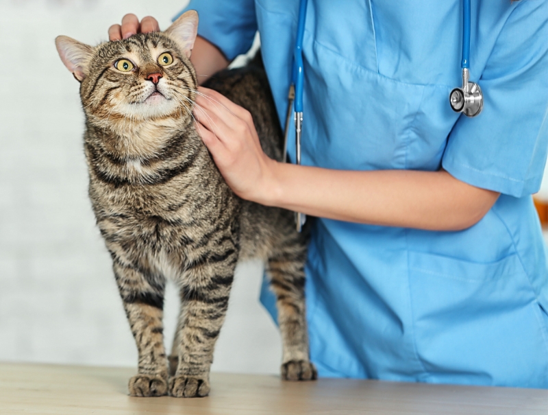 Veterinary Jobs in Norwell, MA