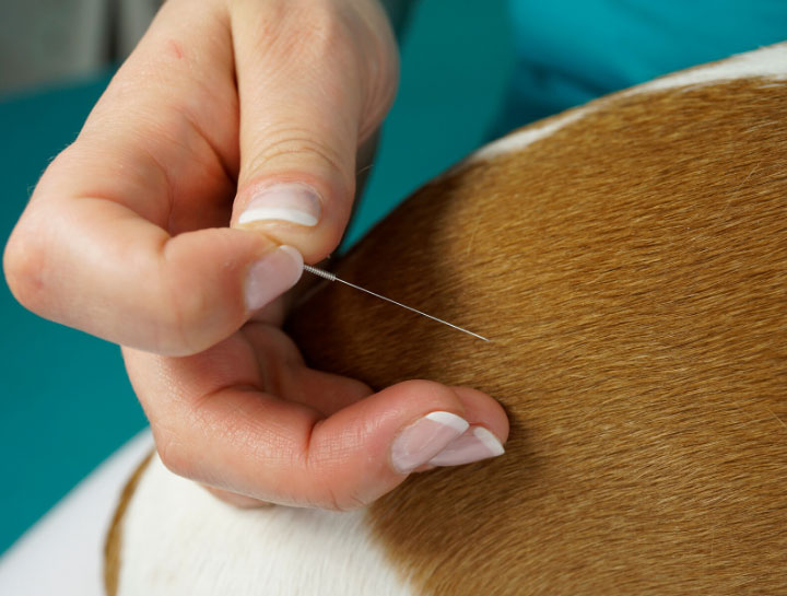 Norwell Veterinary Acupuncture